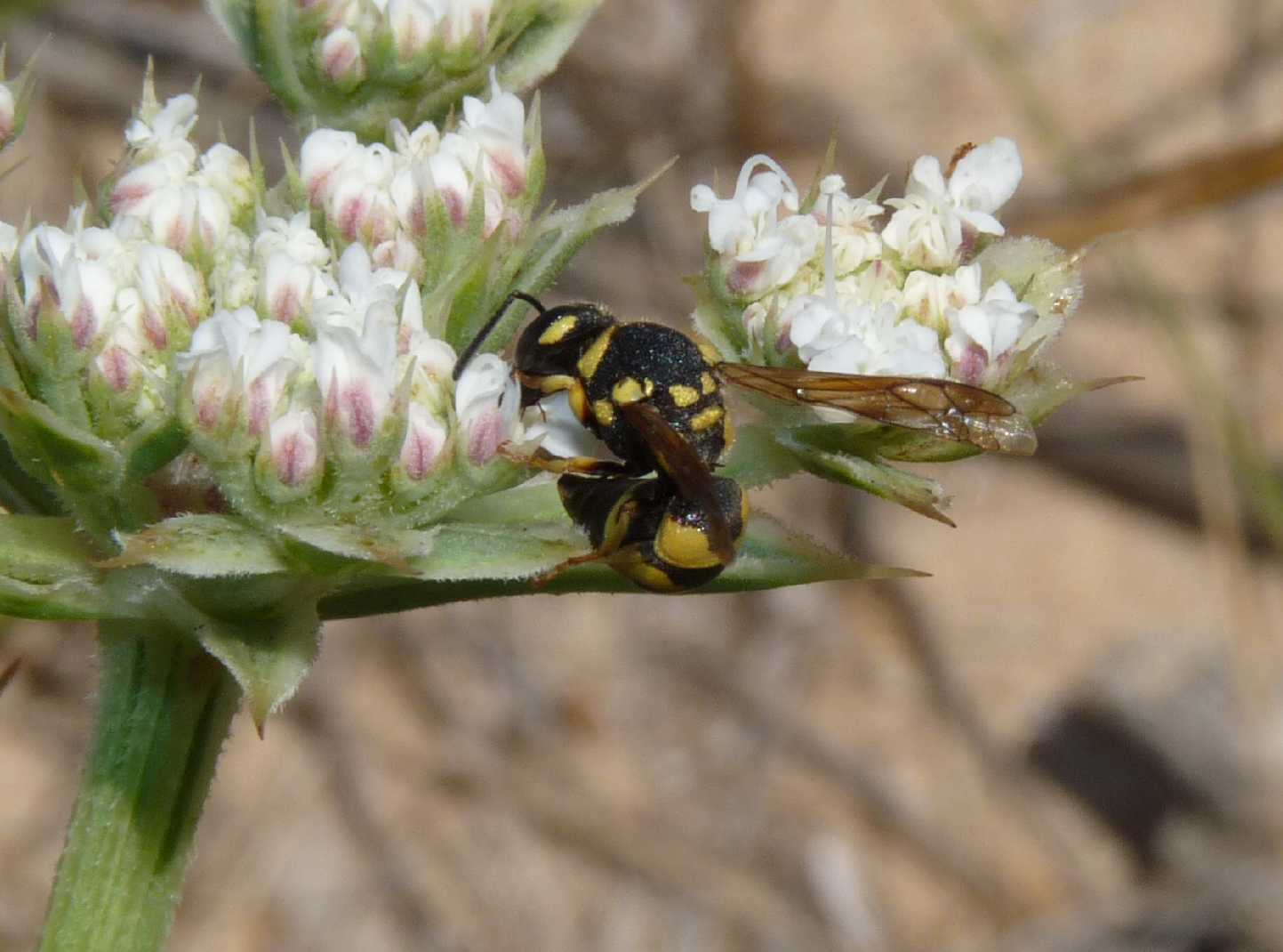 Parodontodynerus ephippium.